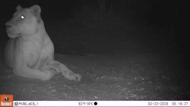 ‘Extinct’ lion spotted in Chad’s Sena Oura National Park after almost 20 years