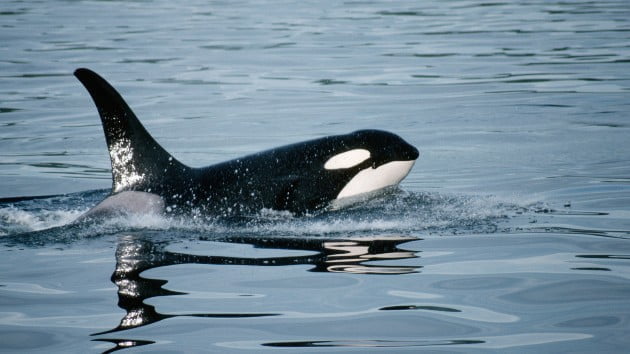 Killer whales learn ‘coordinated’ attacks on sailboats, some observers say