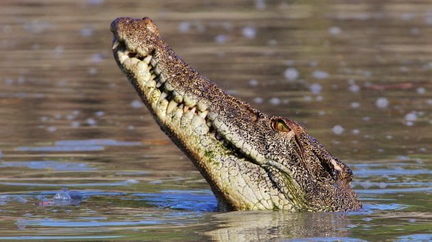 Human remains found inside two crocodiles believed to be missing fisherman