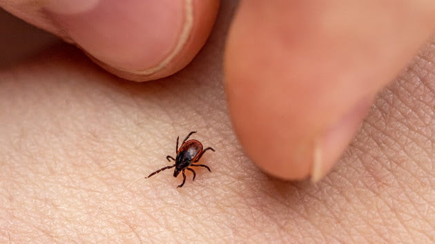 Red meat allergy caused by ticks is an ’emerging public health concern’: CDC