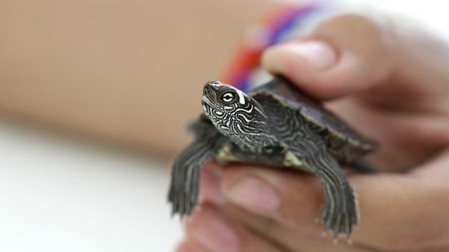 CDC warns not to ‘kiss or cuddle your turtle’ as salmonella outbreak spreads to 11 states