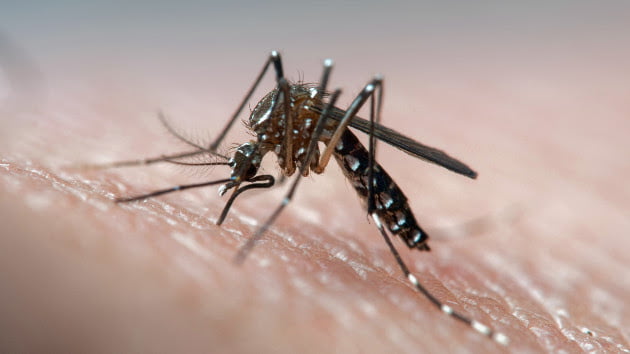 Genetically modified mosquitoes and vaccines — what you need to know about dengue fever