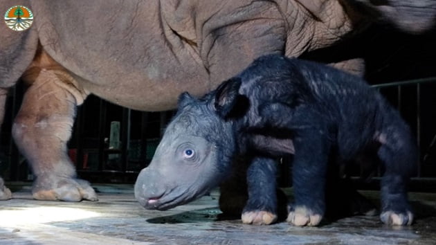 Critically endangered Sumatran rhino born at Indonesian sanctuary