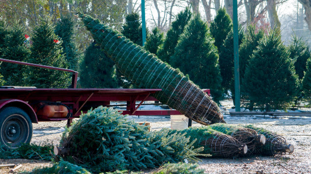 As some Christmas tree farms close due to lack of supply, experts warn not to worry
