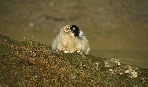 Britain’s ‘loneliest’ sheep rescued from remote Scottish cliff