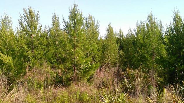 You can buy a Christmas tree for as little as $5 if there’s a national forest nearby