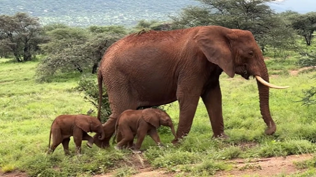 ‘Double joy’: Rare elephant twins born in Kenya’s Samburu National Reserve