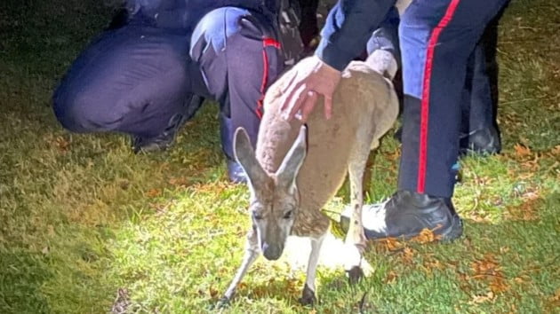 Escaped kangaroo from zoo caught by the tail after four-day search