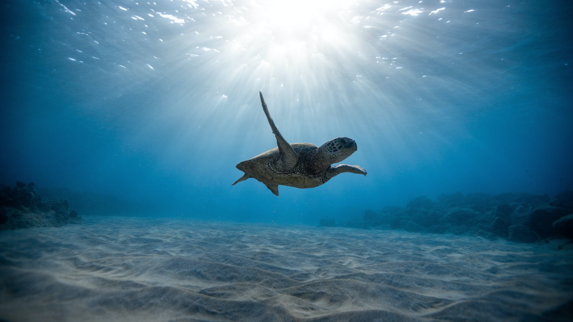 Nearly half of the world’s migratory species are in decline, UN report warns