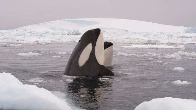 Trapped pod of orcas off Japan appears to have escaped sea ice