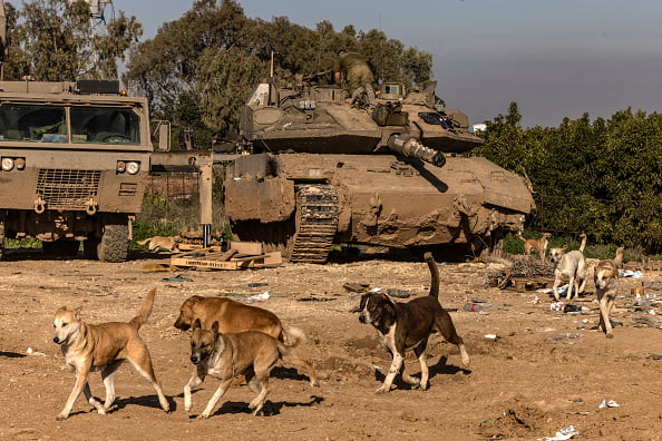 With few resources left, animal rescuer in Gaza hopes to save hundreds of animals