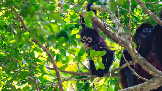 Spider monkey birth documented in the wild for first time: Exclusive