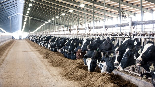 Could avian flu on cattle farms impact dairy prices?