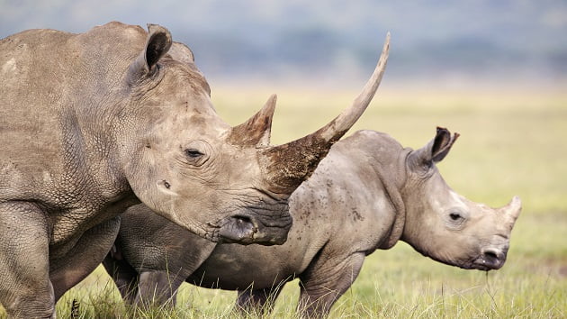 Wild birth of critically endangered black rhino in Kenya dubbed a conservation success by wildlife researchers