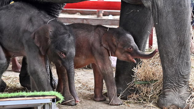 Rare miracle elephant twins born in Thailand