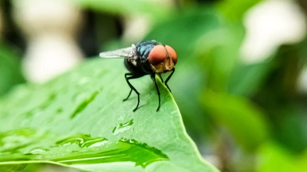 1st human case of flesh-eating parasite detected in US