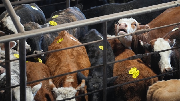 ‘Misguided’: Cattlemen’s trade group raises alarm over Trump plan to import beef from Argentina