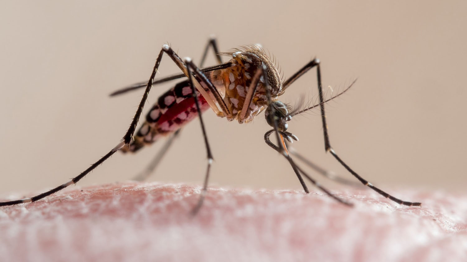 What to know about dengue fever as Florida reports 1st death and cases rise